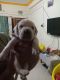 Labrador Retriever Puppies for sale in Nanded, Maharashtra, India. price: 110000 INR
