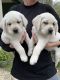 Labrador Retriever Puppies for sale in 24645 Iceland Path, Lakeville, MN 55044, USA. price: NA