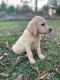 Labrador Retriever Puppies for sale in Lovelady, TX 75851, USA. price: $1,000