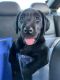 Labrador Retriever Puppies for sale in Barling, AR, USA. price: NA