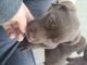 Labrador Retriever Puppies for sale in Willow Springs, CA 93560, USA. price: NA
