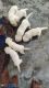 Labrador Retriever Puppies for sale in Gorimedu, Tamil Nadu 636007, India. price: 12000 INR