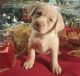 Labrador Retriever Puppies for sale in Vanceburg, KY 41179, USA. price: $700