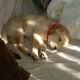 Labrador Retriever Puppies for sale in Monticello, NY 12701, USA. price: NA