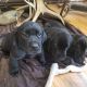 Labrador Retriever Puppies for sale in Willow Creek, MT 59752, USA. price: NA