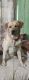 Labrador Retriever Puppies for sale in Professors Colony, Bhopal, Madhya Pradesh, India. price: NA