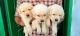Labrador Retriever Puppies for sale in Virudhunagar, Tamil Nadu, India. price: 13000 INR