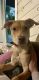 Labrador Retriever Puppies for sale in Irmo, SC 29063, USA. price: $100