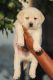 Labrador Retriever Puppies for sale in Shahdara, Delhi, India. price: 20000 INR