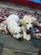 Labrador Retriever Puppies for sale in Samastipur, Bihar 848101, India. price: 10000 INR