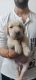 Labrador Retriever Puppies for sale in 28, Street No. 5, Block RZA, Main Sagarpur, Sagar Pur, New Delhi, Delhi 110045, India. price: 8000 INR
