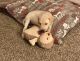Labrador Retriever Puppies for sale in Twin Falls, ID, USA. price: $400