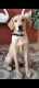 Labrador Retriever Puppies for sale in Hosapalaya, Muneshwara Nagar, Bengaluru, Karnataka 560068, India. price: 6399 INR
