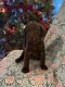 Labrador Retriever Puppies for sale in Lakewood, WA, USA. price: $1,400