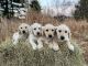 Labrador Retriever Puppies for sale in Colby, WI 54421, USA. price: $730