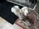 Labrador Retriever Puppies for sale in Elk Grove, CA, USA. price: $900