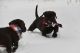 Labrador Retriever Puppies for sale in Spokane, WA, USA. price: $1,000