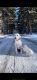 Labrador Retriever Puppies for sale in Manti, UT 84642, USA. price: $200