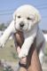 Labrador Retriever Puppies for sale in Jabalpur, Madhya Pradesh, India. price: 15000 INR