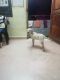 Labrador Retriever Puppies for sale in Vandalur, Tamil Nadu 600048, India. price: 12000 INR