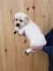 Labrador Retriever Puppies for sale in Owosso, MI 48867, USA. price: NA