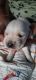 Labrador Retriever Puppies for sale in J. P. Nagar, Bengaluru, Karnataka 560078, India. price: 12000 INR