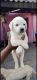 Labrador Retriever Puppies for sale in Latur, Maharashtra, India. price: 8000 INR