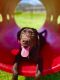 Labrador Retriever Puppies for sale in Seabrook, TX, USA. price: $500