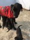 Labrador Retriever Puppies for sale in AG Colony, Patna, Bihar 800025, India. price: 40000 INR