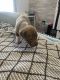 Labrador Retriever Puppies for sale in St. Louis, MO, USA. price: $200
