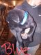 Labrador Retriever Puppies for sale in Sherburne, NY 13460, USA. price: NA
