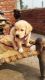 Labrador Retriever Puppies for sale in Eta, Uttar Pradesh, India. price: 15000 INR