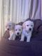 Labrador Retriever Puppies for sale in Staten Island, NY, USA. price: NA