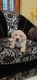 Labrador Retriever Puppies for sale in Indira Nagar, Lucknow, Uttar Pradesh, India. price: 15000 INR