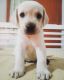 Labrador Retriever Puppies for sale in Burari, Delhi, 110084, India. price: 8000 INR
