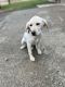 Labrador Retriever Puppies for sale in Uniontown, PA 15401, USA. price: $400