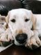 Labrador Retriever Puppies for sale in Rte 4, Teaneck, NJ, USA. price: $3,000