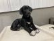 Labrador Retriever Puppies for sale in Delmont, SD 57330, USA. price: NA
