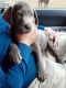 Labrador Retriever Puppies for sale in Fairfax, SC 29827, USA. price: NA