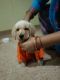 Labrador Retriever Puppies for sale in Mathikere Extension, Mathikere, Bengaluru, Karnataka 560054, India. price: 15000 INR