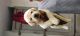 Labrador Retriever Puppies for sale in Kollam Bypass, Mylapure, Palathara, Thazhuthala, Kerala, India. price: 8500 INR