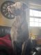 Labrador Retriever Puppies for sale in Kenton, OH 43326, USA. price: $600