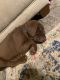 Labrador Retriever Puppies for sale in Gridley, CA 95948, USA. price: NA