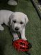 Labrador Retriever Puppies for sale in Escondido, CA 92026, USA. price: NA