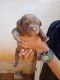 Labrador Retriever Puppies for sale in Padinjarathara, Kerala, India. price: 8000 INR