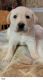 Labrador Retriever Puppies for sale in Fayetteville, TN 37334, USA. price: NA