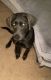 Labrador Retriever Puppies for sale in Upper Marlboro, MD 20772, USA. price: NA