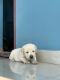 Labrador Retriever Puppies for sale in Kaloor, Kochi, Kerala, India. price: 8000 INR