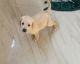 Labrador Retriever Puppies for sale in Balupar Ln, Digha, Patna, Bihar, India. price: 12000 INR