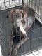 Labrador Retriever Puppies for sale in Palm Bay, FL, USA. price: $200